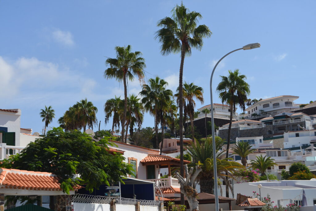 casitasur.es-tenerife-san-eugenio-alto-palmiers